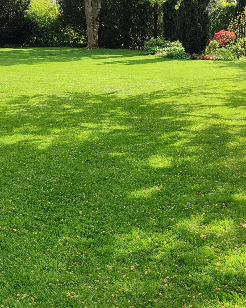 Dicht gazon in mei met zonlicht en bladschaduw, een oude boom en een border met azalea