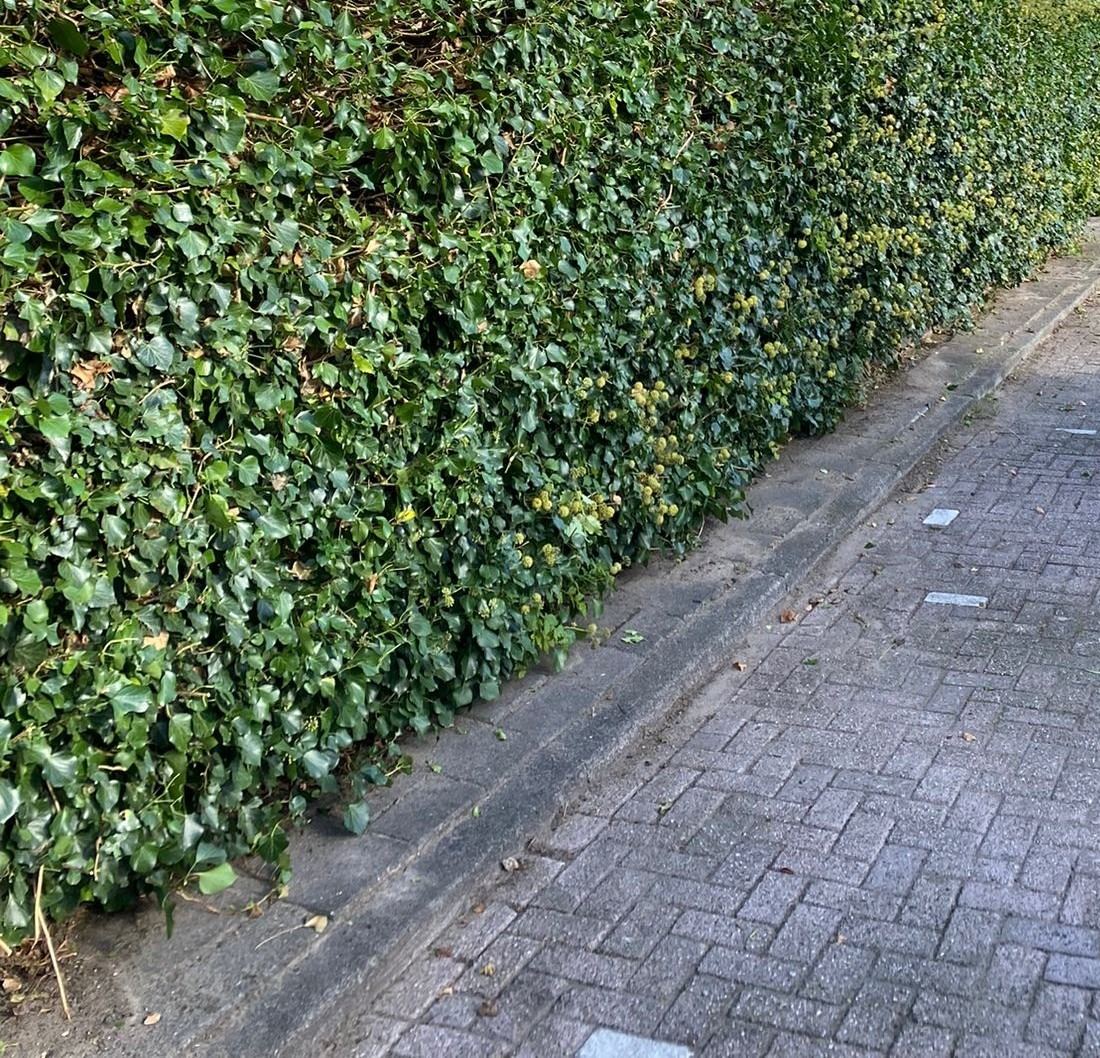 Dezelfde haag na het snoeien, weer strak en recht