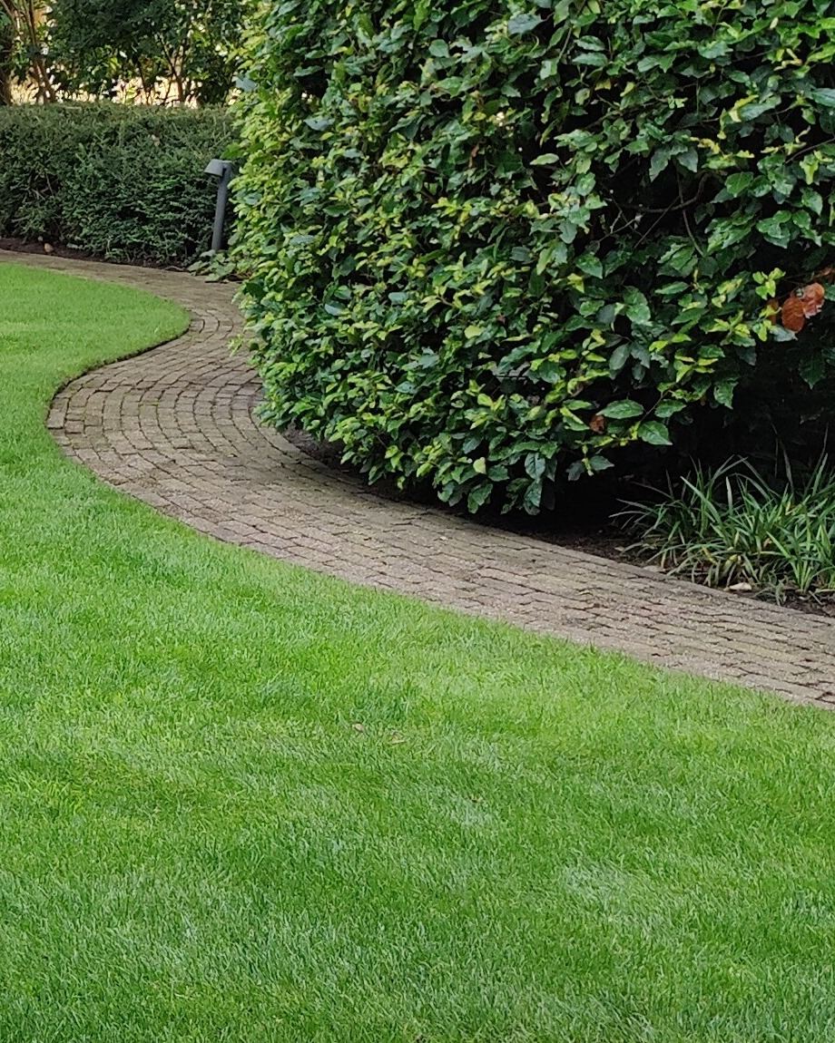 Hoge, dichte heester en een strak geknipte lage haag langs een gebogen klinkerpad en een gazon met gestoken kant