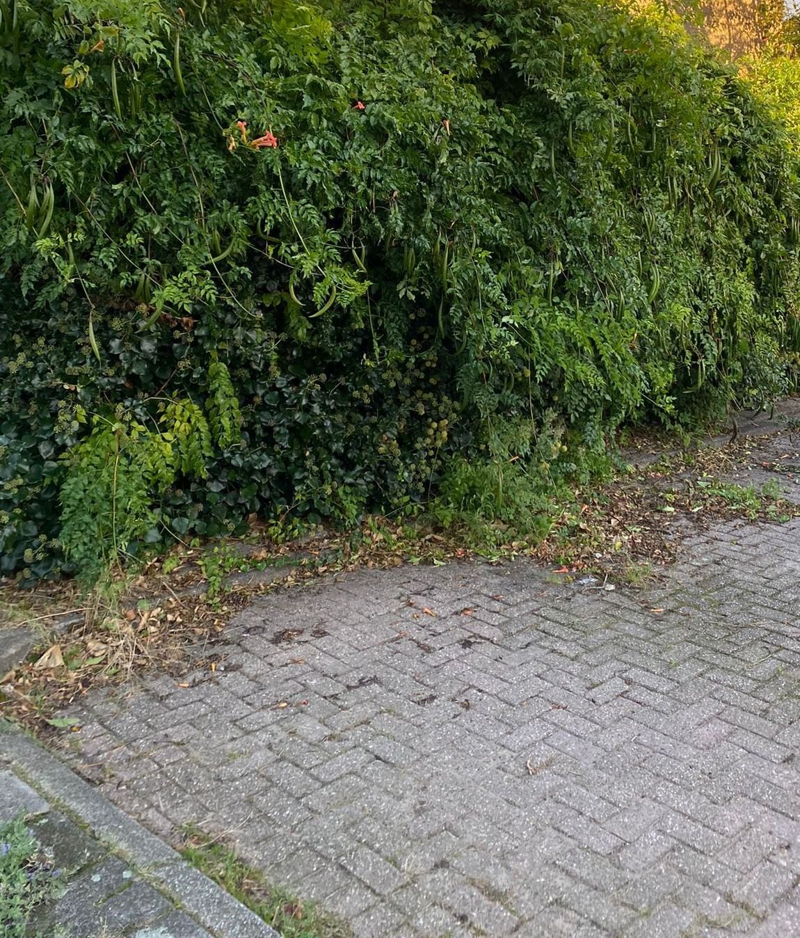 Een overgroeide haag langs een oprit, voor het snoeien