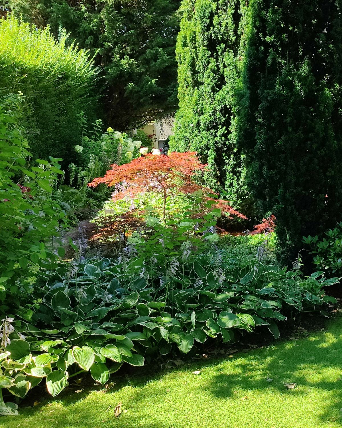 Border met een rode Japanse esdoorn, hoge coniferen, hosta's en heesters langs een gazon