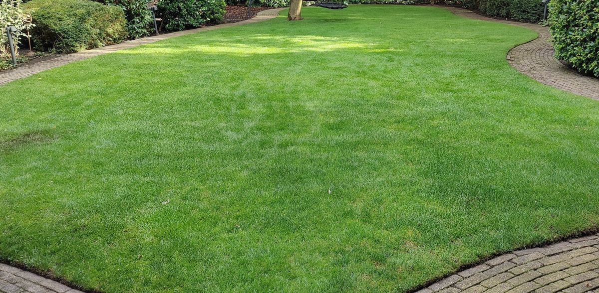 Dicht groen gazon met strak gestoken kanten en gebogen klinkerpaden, omringd door hagen en heesters, met een oude boom achterin