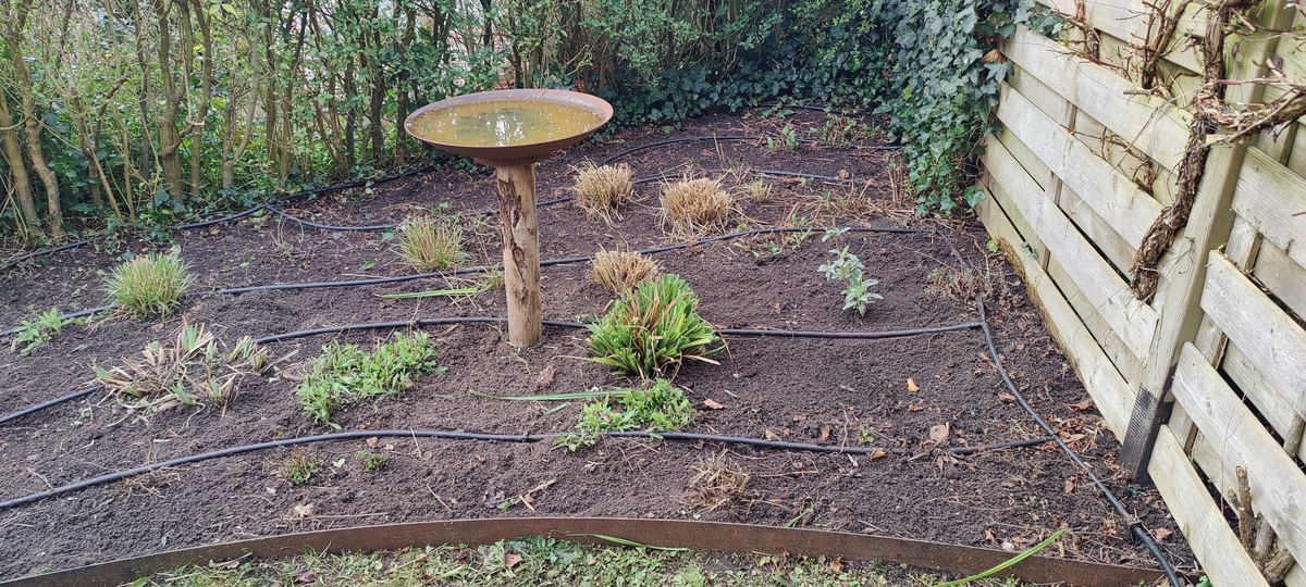 Border in een bosrijke tuin, net opnieuw ingeplant, met een druppelslang en een vogelbad