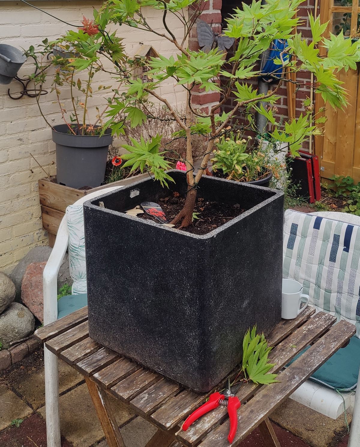 De bonsai van Jelle: een Japanse esdoorn in een pot die hij als hobby in vorm snoeit, met een rode snoeischaar