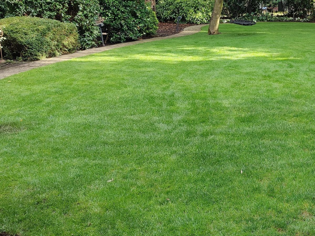 Dicht groen gazon met een oude boom, een gebogen klinkerpad en hagen eromheen
