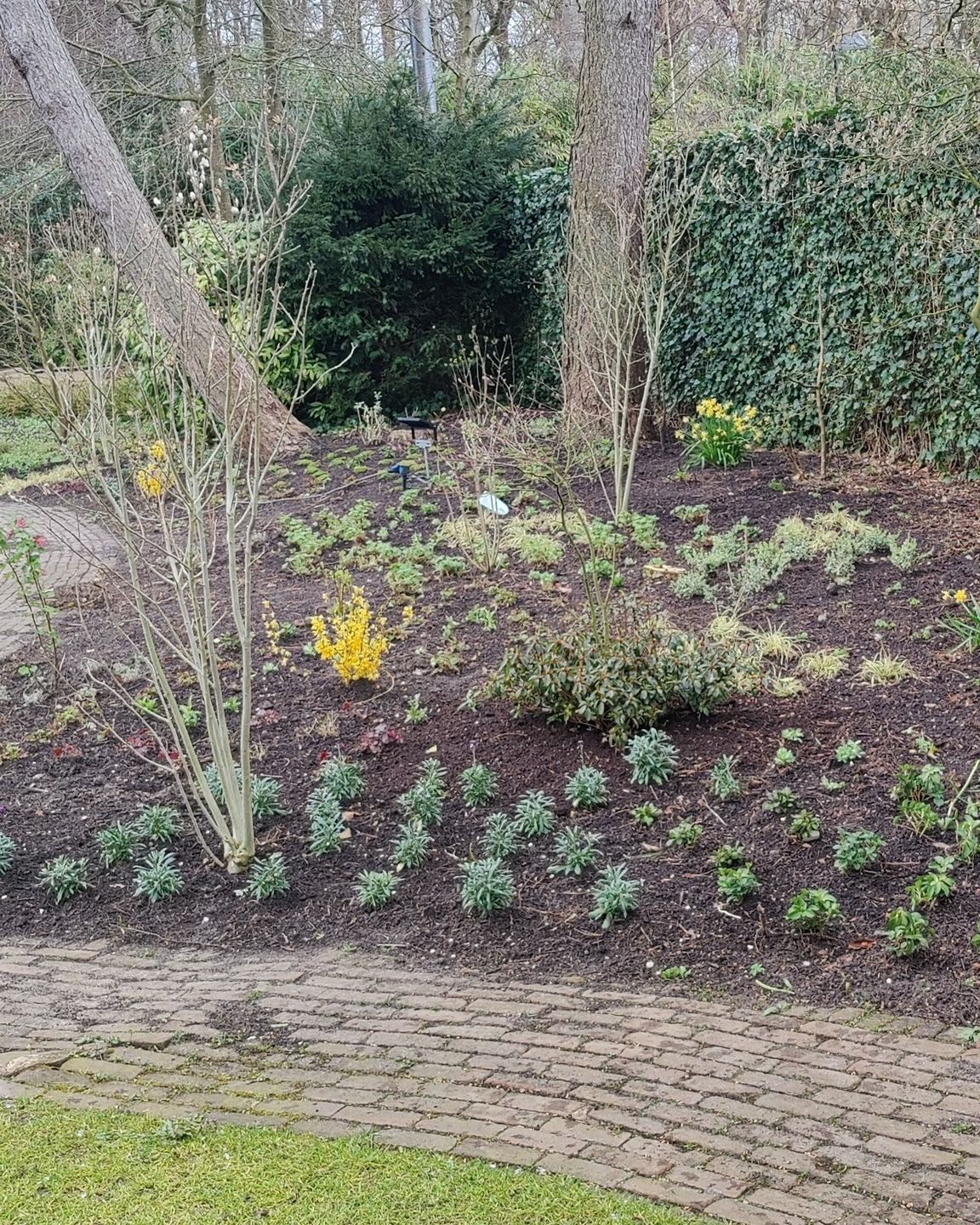 Pas beplante border met jonge vaste planten in verse grond langs een gebogen klinkerpad, in een tuin met oude bomen in maart