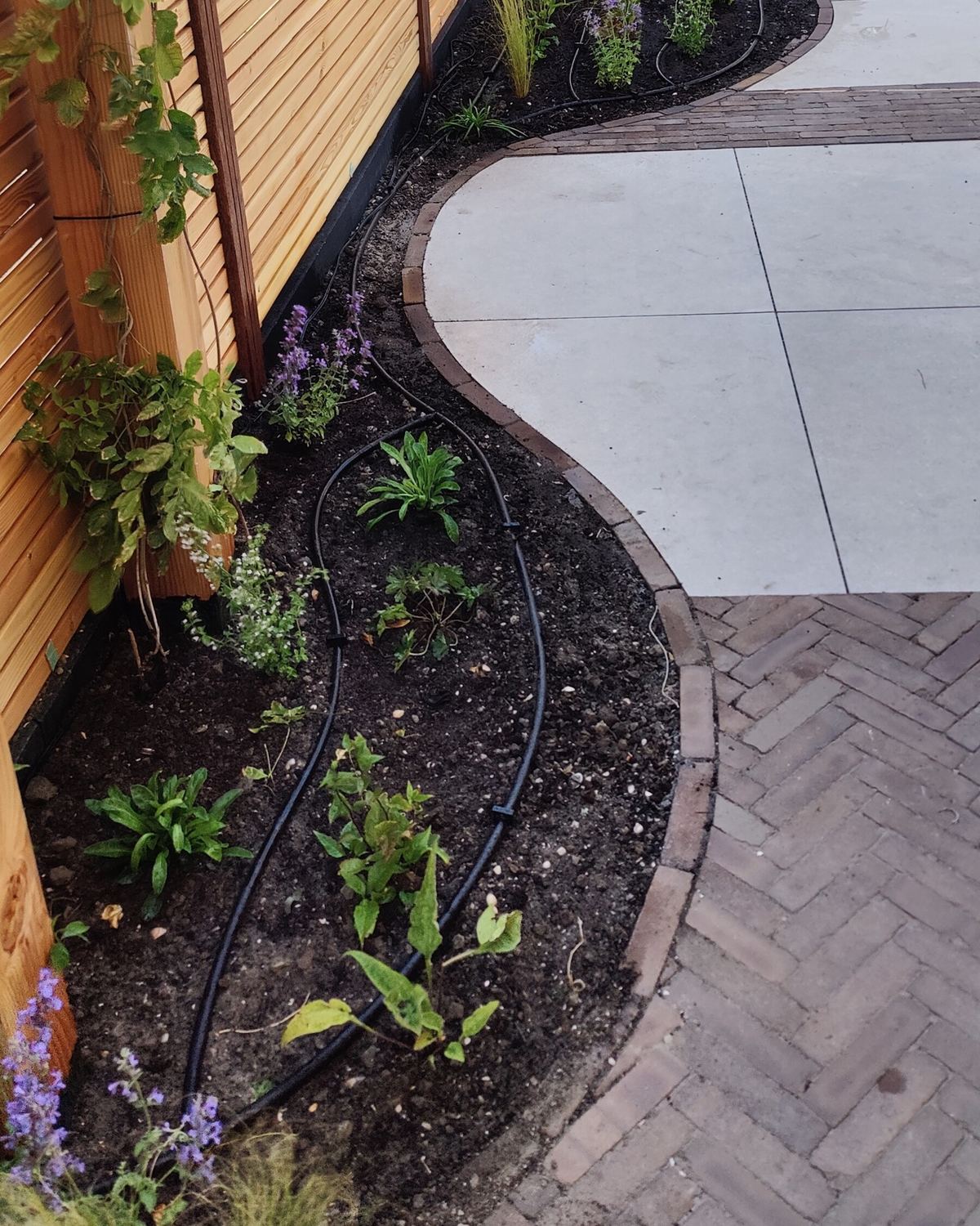 Nieuwe gebogen border met jonge vaste planten en een druppelslang langs een houten schutting, met een rand van klinkers