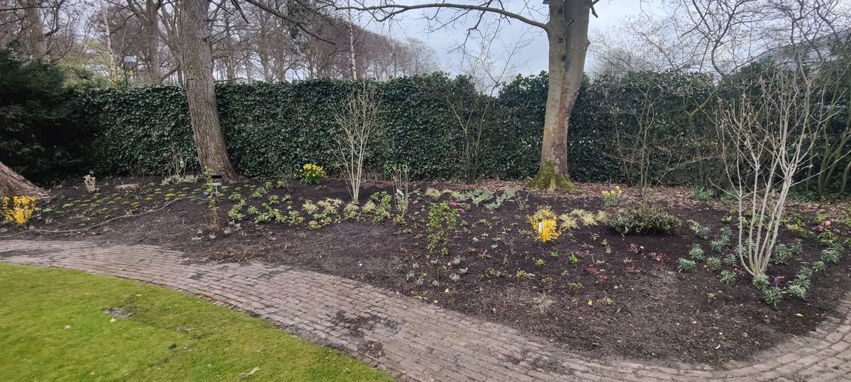 Border in maart met rijen jonge vaste planten en narcissen voor een hoge wand van klimop, met oude bomen