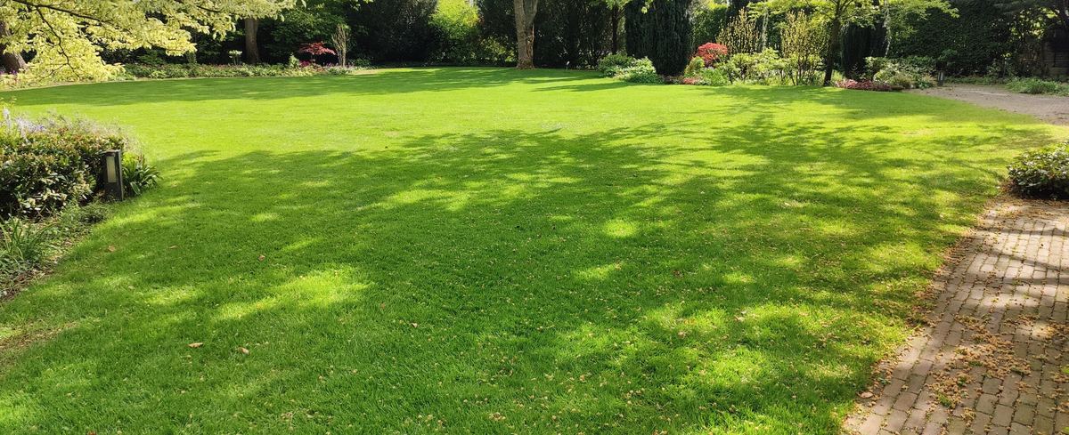 Groot gazon in mei met zonlicht door de bomen, borders met azalea en een klinkerpad