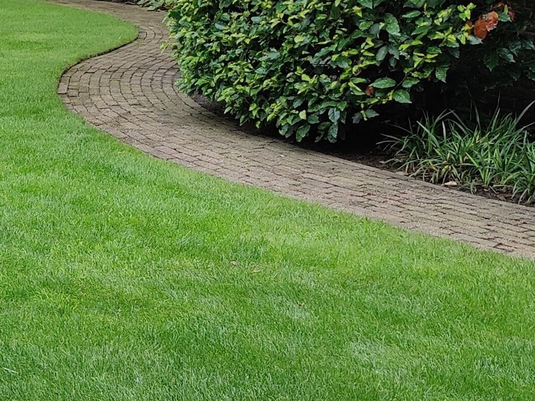 Strak gestoken graskant langs een gebogen klinkerpad, met een hoge, dichte heester erachter
