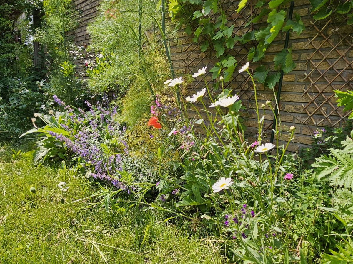 Bloeiende border met margrieten, klaprozen en kattenkruid langs een houten latwerk