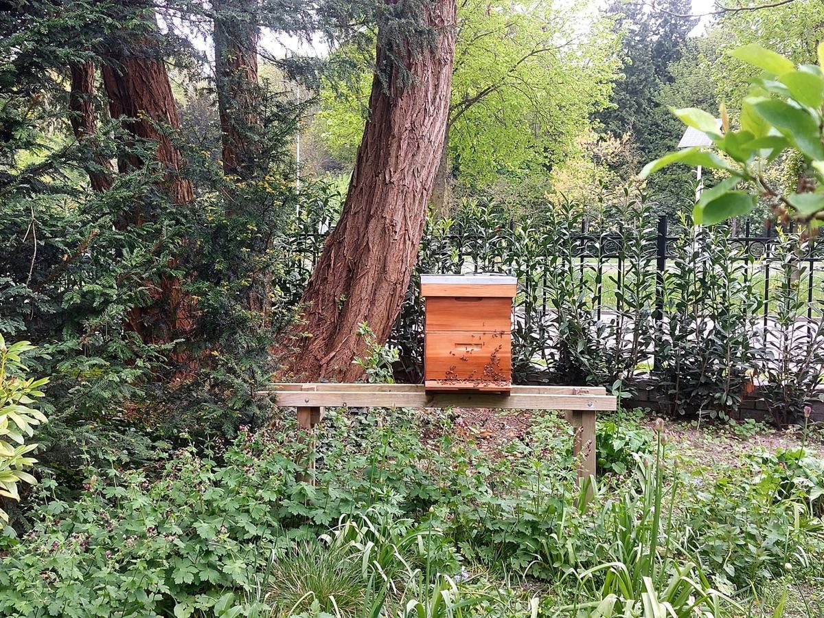 Een bijenkast op een houten bank tussen de beplanting, onder hoge bomen