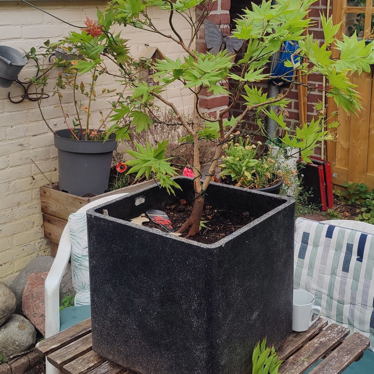 De bonsai van Jelle: een Japanse esdoorn in een pot, zijn hobby